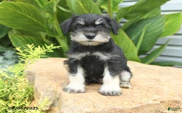 Miniature Schnauzer dogs for sale: Maxwell - Image 1