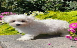 Coton De Tulear dogs for sale: Charles - Image 5