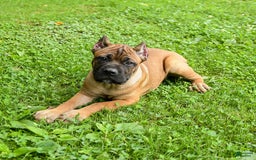 Cane Corso dogs for sale: Tessa - Image 10