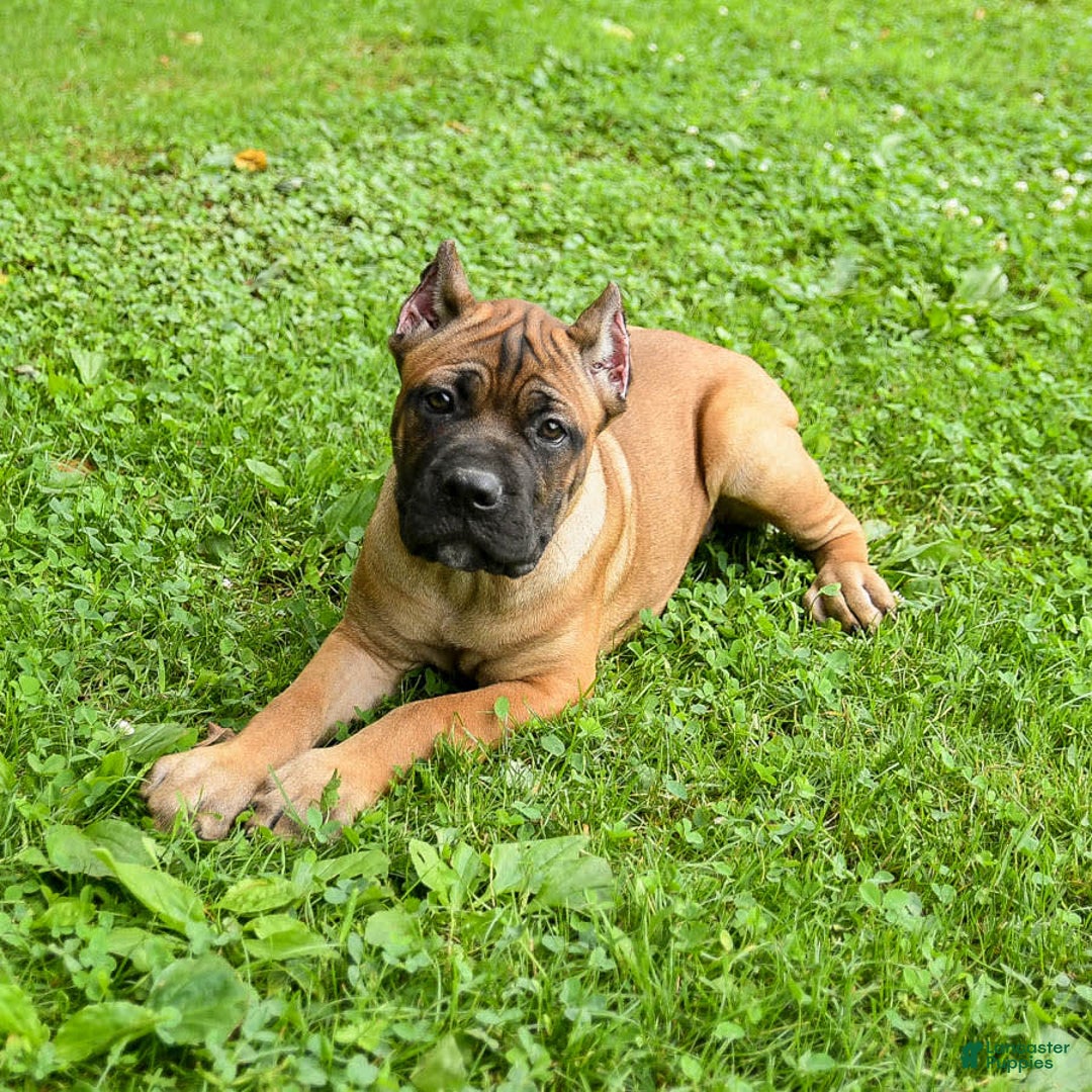 Cane Corso dogs for sale: Tessa - Image 10