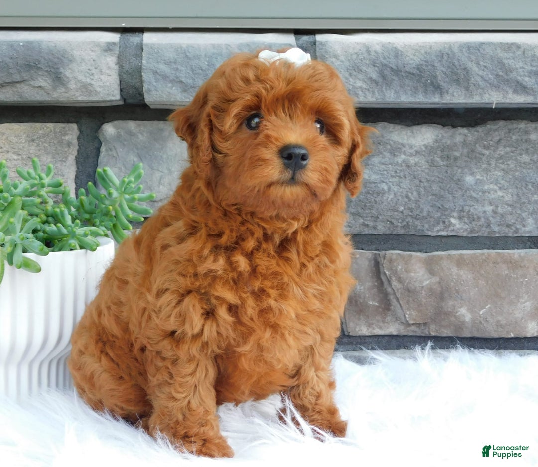 Cavapoo dogs for sale: Gemma - Image 4