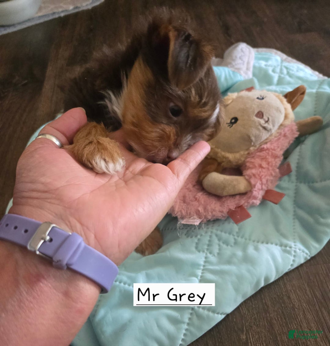 Yorkshire Terrier dogs for sale: Mr Grey - Image 3