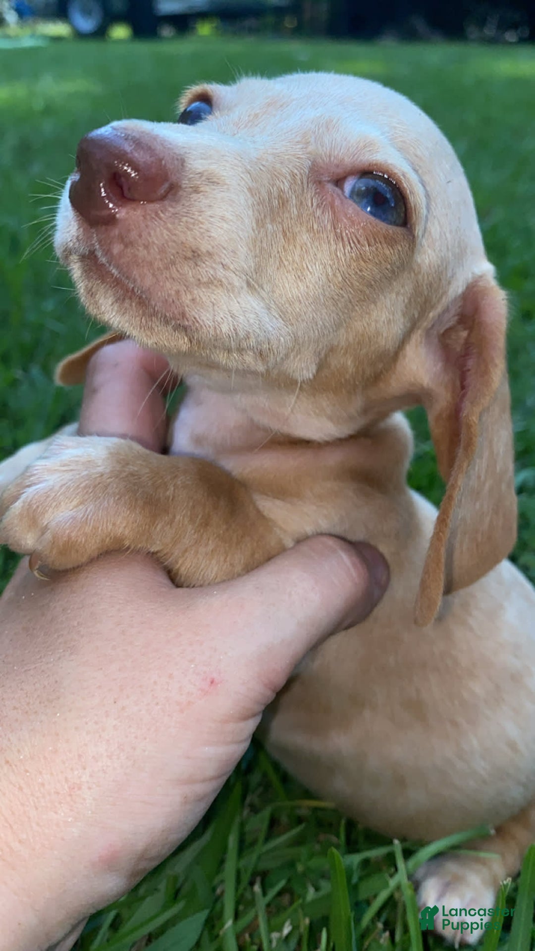 Dachshund dogs for sale: Sandman - Image 2