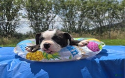 Olde English Bulldogge dogs for sale: Jp - Image 7