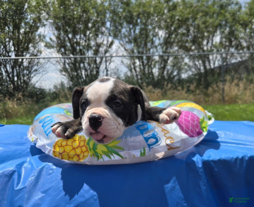 Olde English Bulldogge dogs for sale: Jp - Image 7