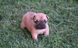 French Bulldog dogs for sale: Sheila - Image 18