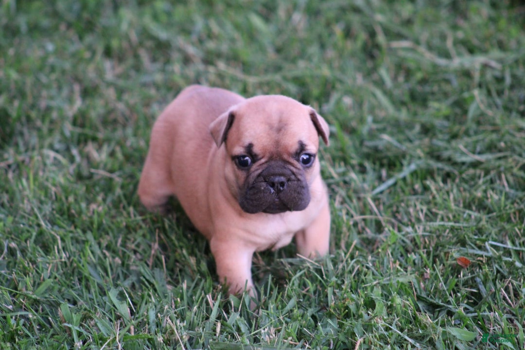 French Bulldog dogs for sale: Sheila - Image 18