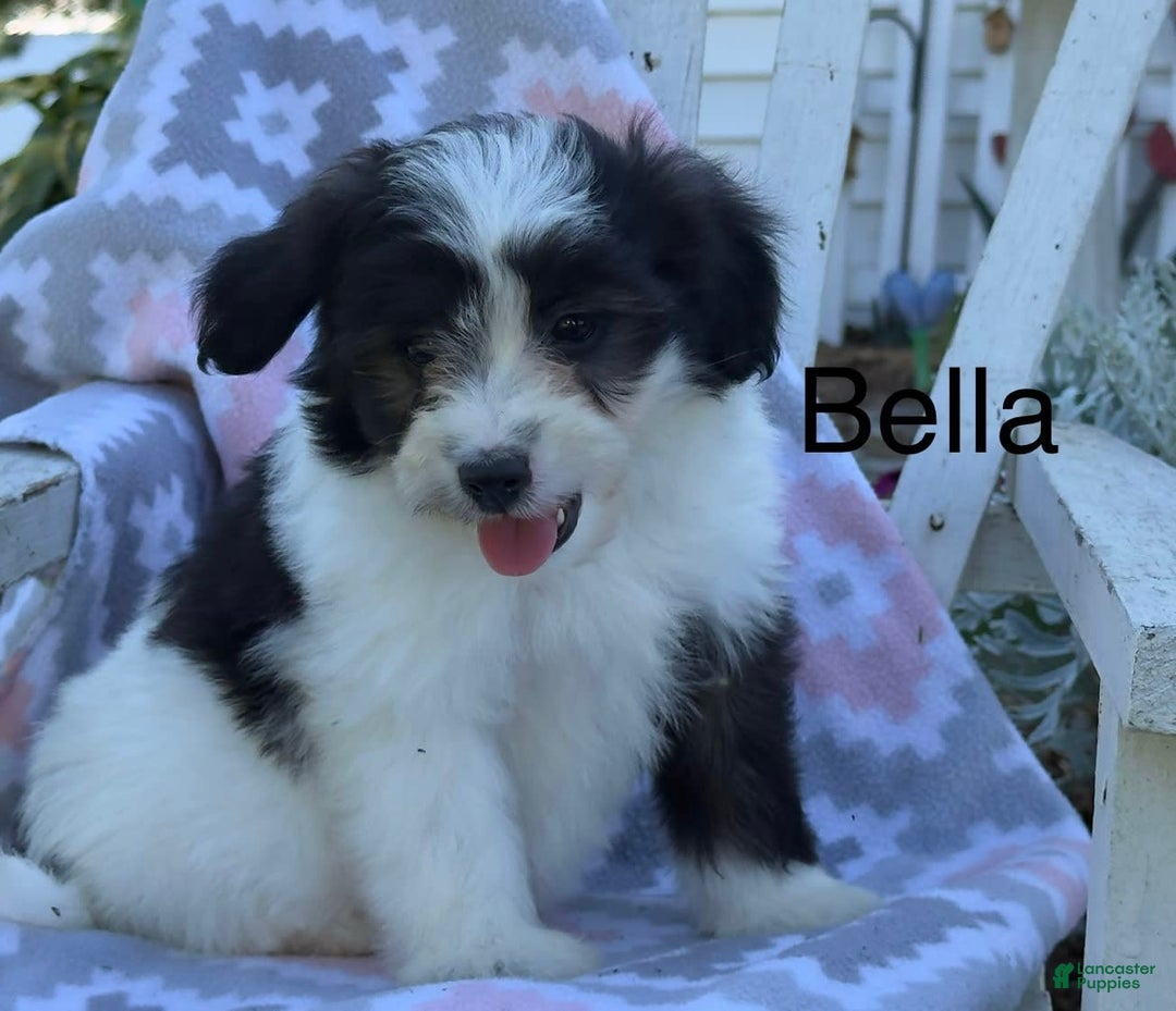 Miniature Poodle dogs for sale: Bella - Image 3