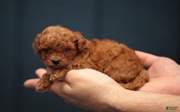 Toy Poodle dogs for sale: Berry - Image 3