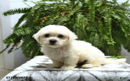 Bichon Frise dogs for sale: Zeke - Image 5