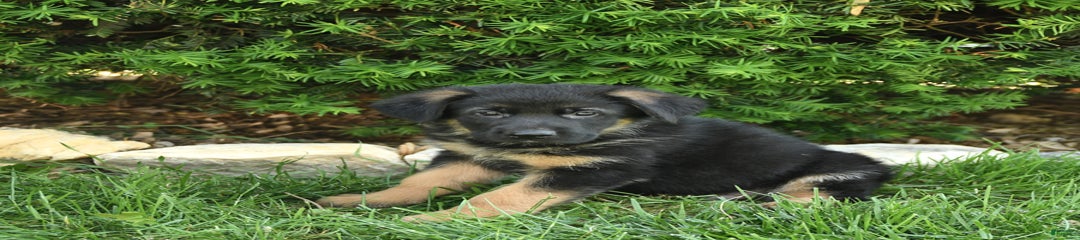 Maxwell
