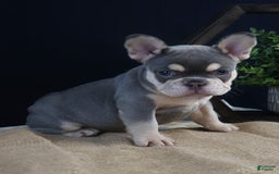 French Bulldog dogs for sale: Bristol - Image 1