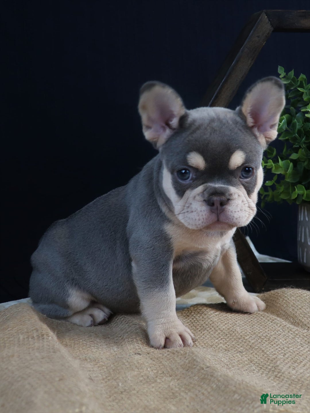 French Bulldog dogs for sale: Bristol - Image 1
