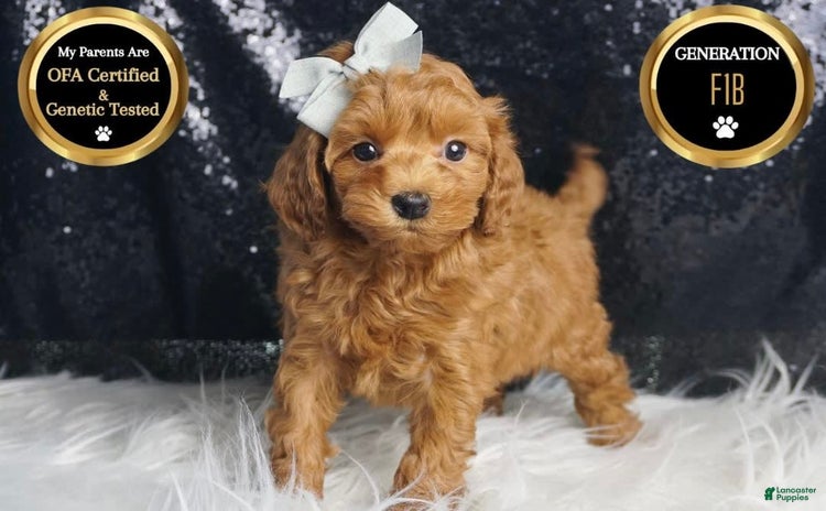 Maltipoo dogs for sale - Ad 4