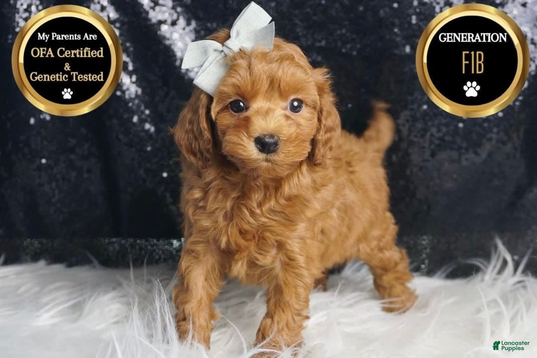 Maltipoo dogs for sale: Maltipoo 2 puppies - Image 6