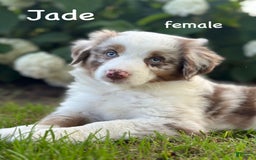 Australian Shepherd dogs for sale: Jade - Image 1