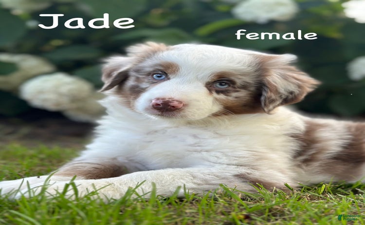 Australian Shepherd dogs for sale - Ad 1