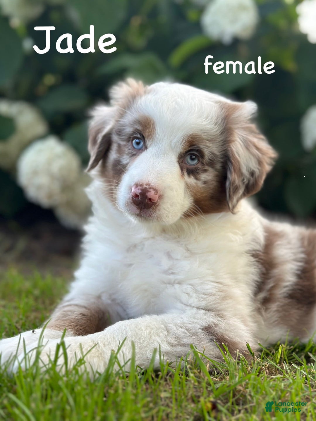 Australian Shepherd dogs for sale: Jade - Image 1