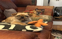 Shih Tzu dogs for sale: Chewbaca - Image 3