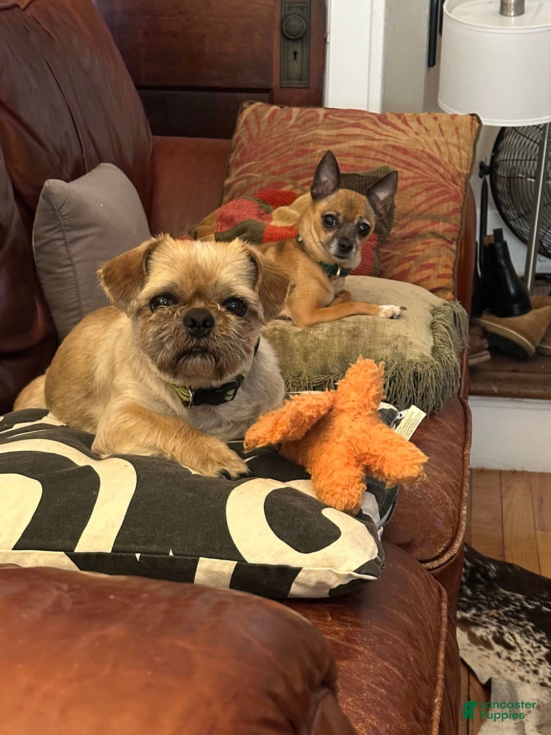 Shih Tzu dogs for sale: Chewbaca - Image 3