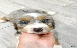 Mini Bernedoodle dogs for sale: Ava - Image 6