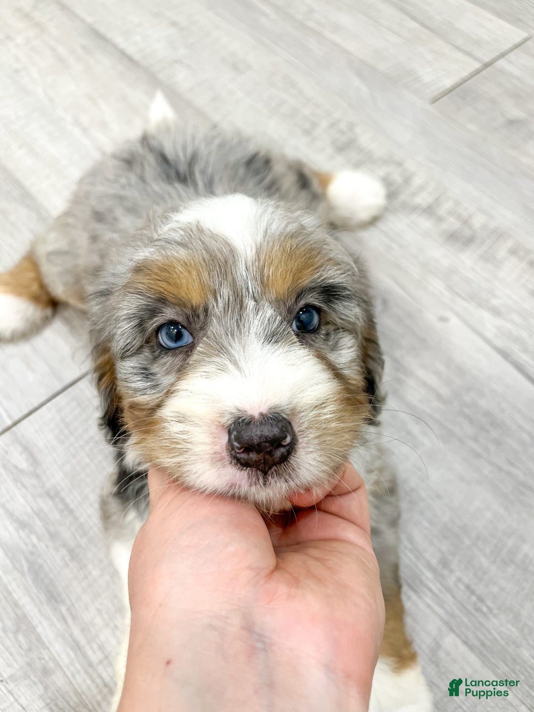Mini Bernedoodle dogs for sale: Ava - Image 6