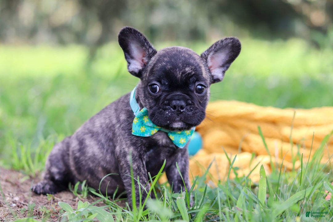 French Bulldog dogs for sale: Cade - Image 5