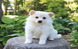 American Eskimo dogs for sale: Stuart - Image 4