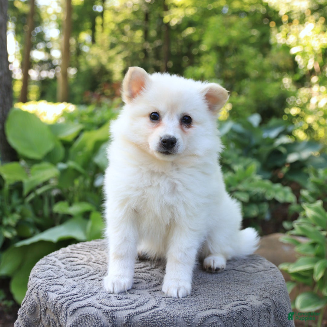 American Eskimo dogs for sale: Stuart - Image 4