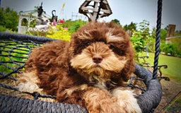 Havapoo dogs for sale: Roxy - Image 18