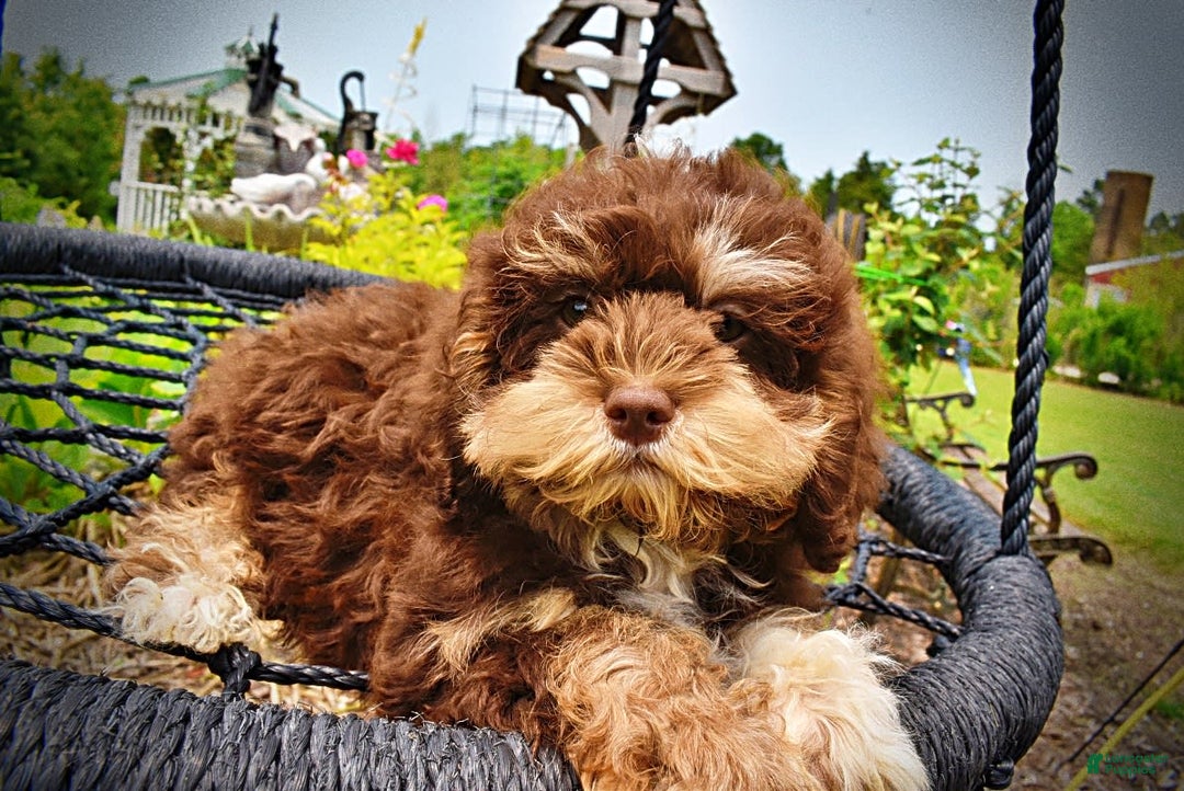 Havapoo dogs for sale: Roxy - Image 18