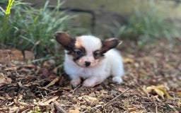 Papillon dogs for sale: Ls Sable male - Image 1