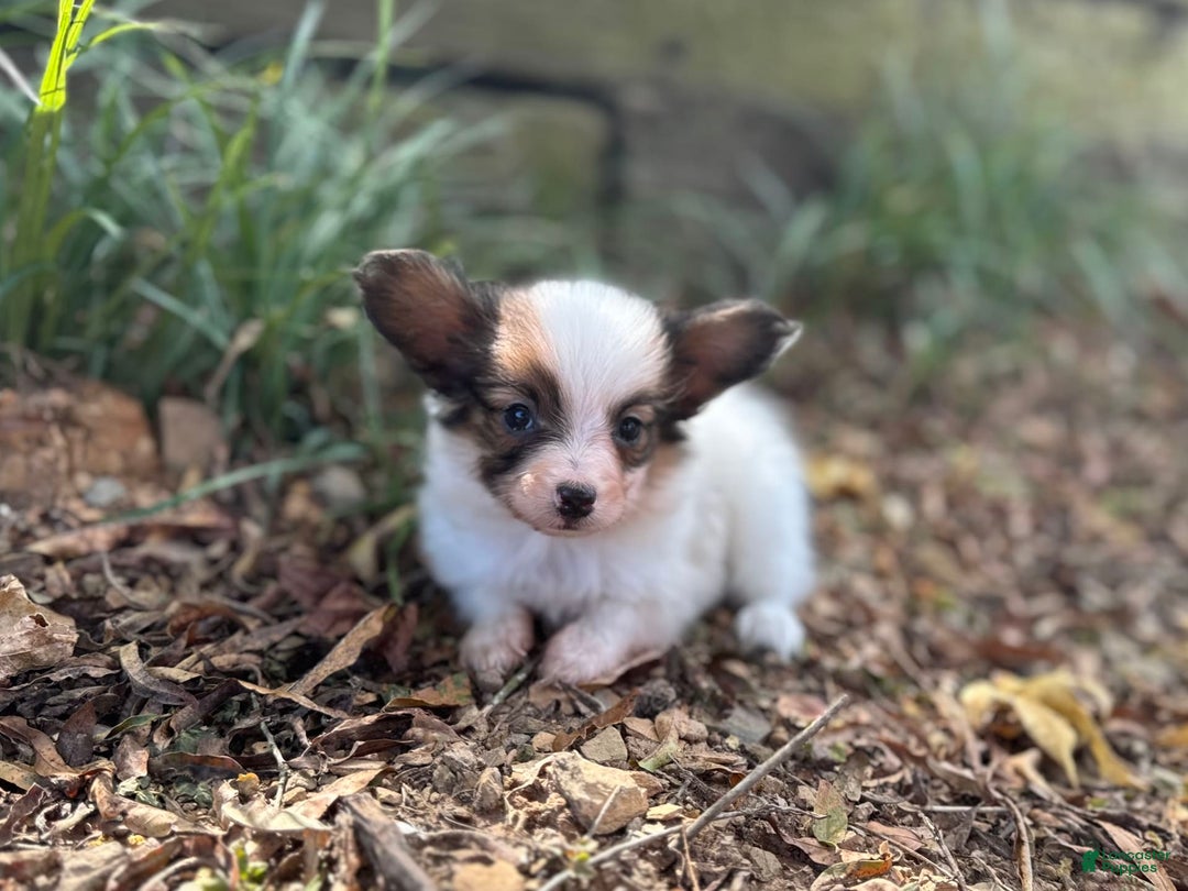 Papillon dogs for sale: Ls Sable male - Image 1