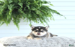 Pomsky dogs for sale: Bruno - Image 1