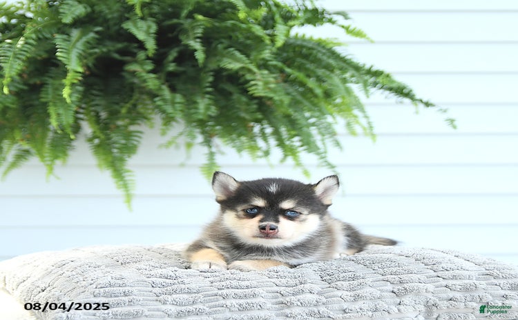 Pomsky dogs for sale - Ad 4