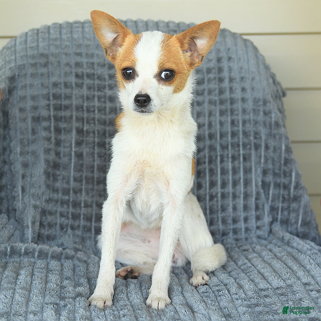 Chihuahua dogs for sale: Faline - Image 3
