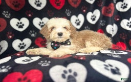 Cockapoo dogs for sale: Rowdy - Image 4