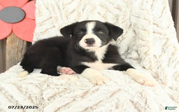 Border Collie dogs for sale: Nellie - Image 1