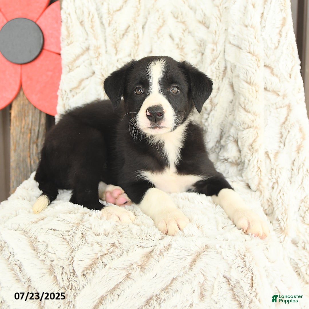 Border Collie dogs for sale: Nellie - Image 1