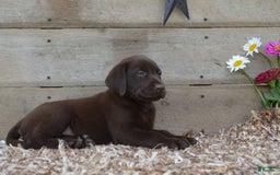 Labrador Retriever dogs for sale: Labrador Retriever 7 puppies - Image 5