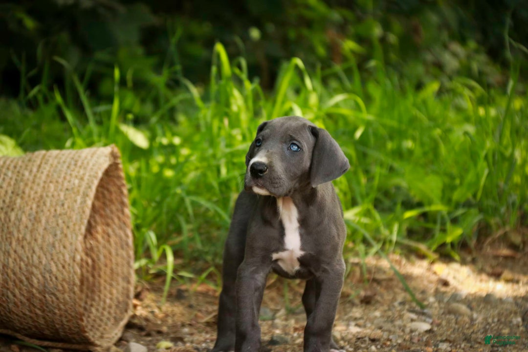 Great Dane dogs for sale: Lucy - Image 5