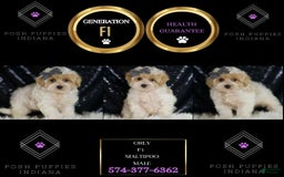 Maltipoo dogs for sale: Orly - Image 6