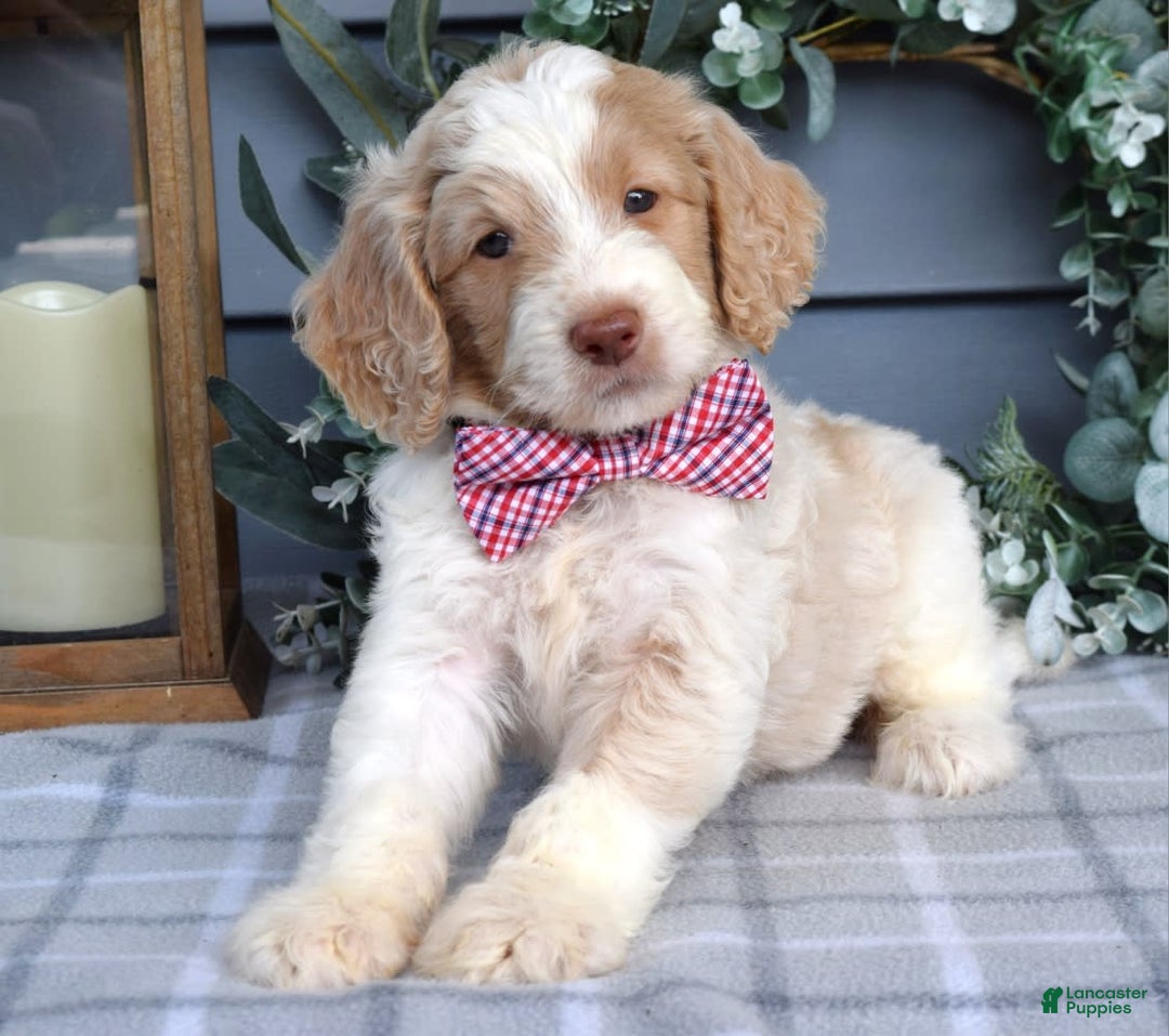 Goldendoodle dogs for sale: Audi - Image 6