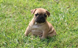 French Bulldog dogs for sale: Sheila - Image 29