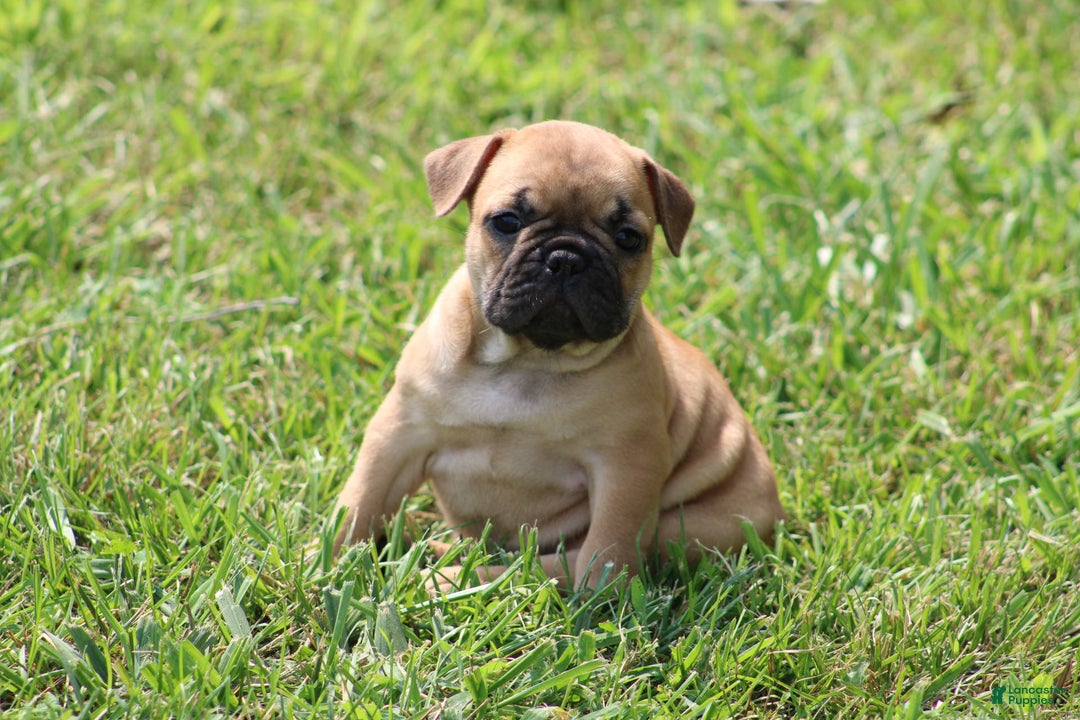 French Bulldog dogs for sale: Sheila - Image 29