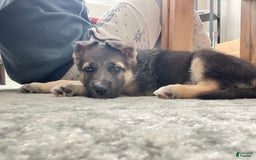 German Shepherd dogs for sale: Ulrick - Image 3