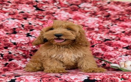 Cockapoo dogs for sale: Elaina - Image 10