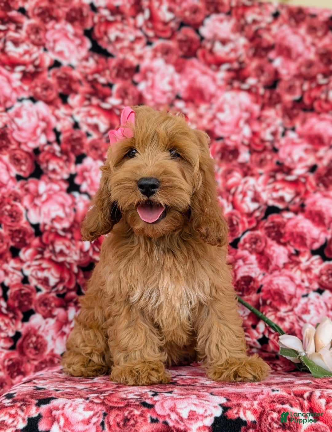 Cockapoo dogs for sale: Elaina - Image 10