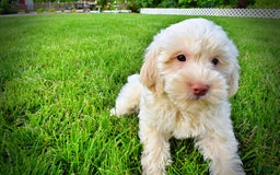 Havapoo dogs for sale: Valentino - Image 7
