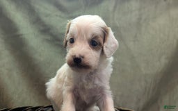 Cavapoo dogs for sale: Forky - Image 9